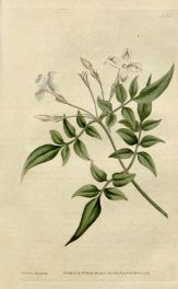 c-327-jasmine-flower-a-bit-of-botany