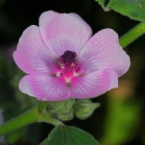 Pink Marshmallow Flower