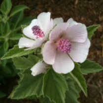 White Marshmallow Flower